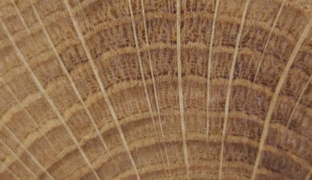 tipos de madera maderas frondosas testa de roble