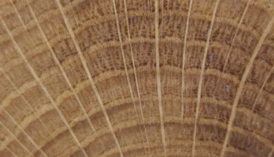 tipos de madera maderas frondosas testa de roble