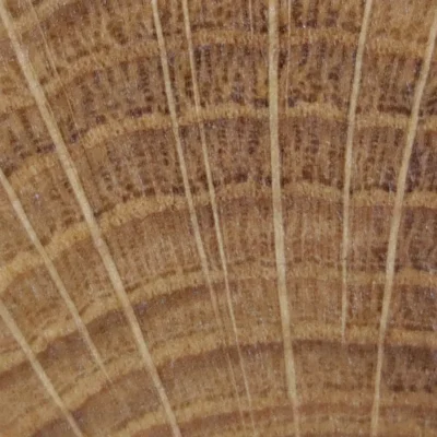tipos de madera maderas frondosas testa de roble